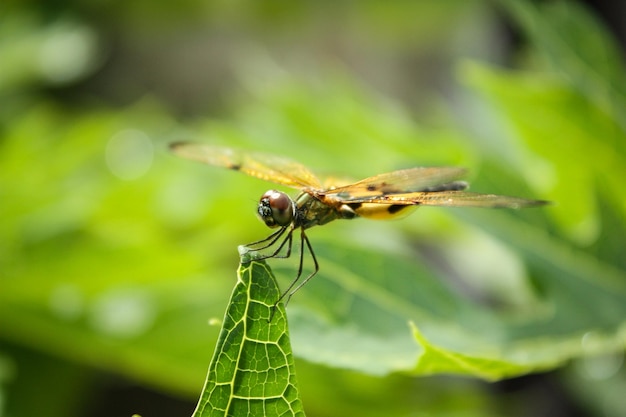 Macro d'une libellule Odonata sur une feuille verte