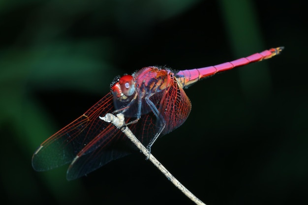 Macro libellule rose sur stick bambou en forêt en thaïlande