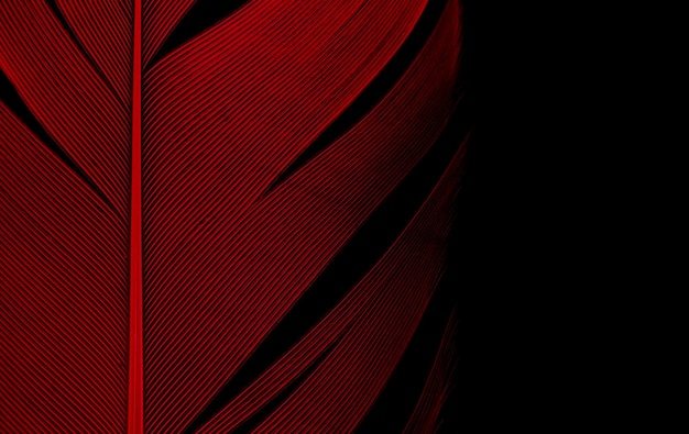 Macro de ligne de texture plume rouge sur fond noir