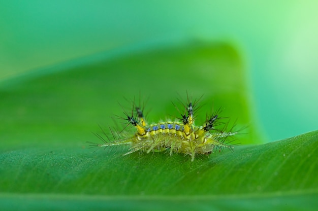 Macro de limace de ver vert dans la nature