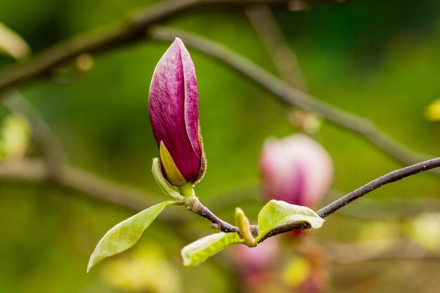 Macro magnolia en fleurs sur une branche