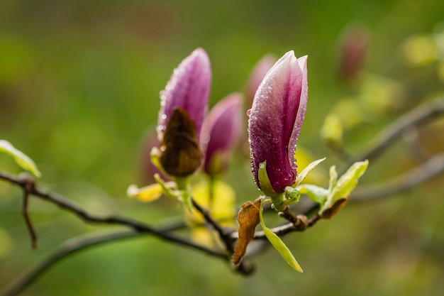 Macro magnolia en fleurs sur une branche