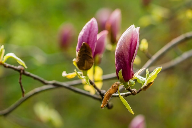 Macro magnolia en fleurs sur une branche