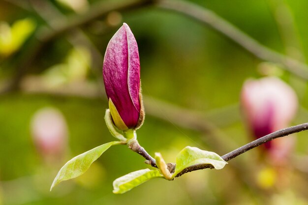 Macro magnolia en fleurs sur une branche