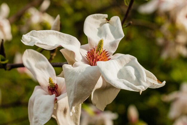 Macro magnolia en fleurs sur une branche