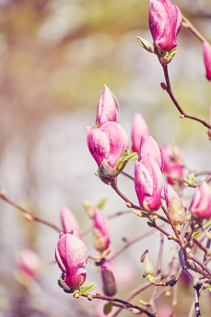 Macro de magnolia violet