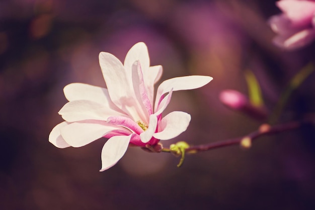 Macro de magnolia violet