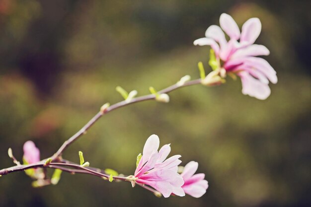 Macro de magnolia violet