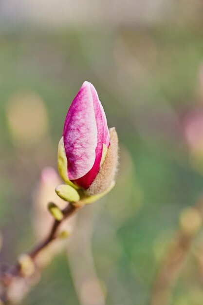 Macro de magnolia violet