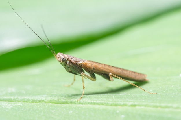 Macro Mantis sur feuilles brunes