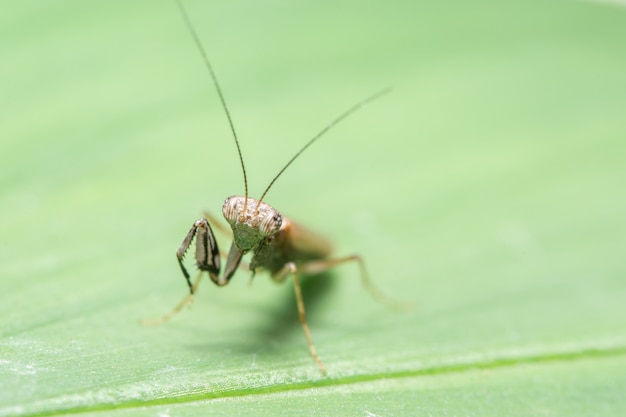 Macro Mantis sur feuilles brunes