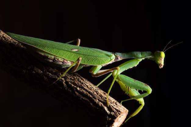 Macro Mantis Vert sur la Branche