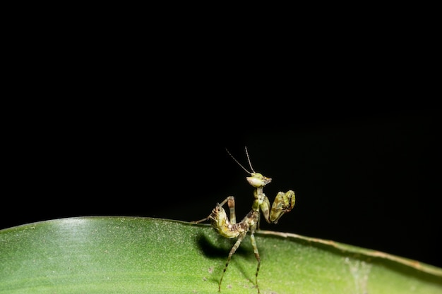 Macro Mantis