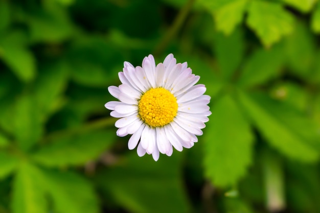 Macro de marguerite