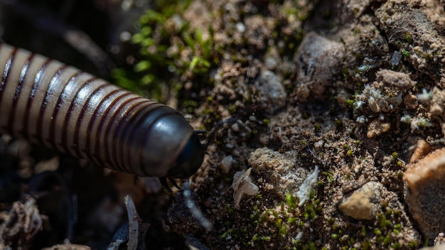 Photo macro d'un mille-pattes dans la nature