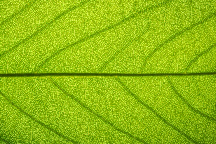 Photo macro-modèle d'arrière-plan de feuilles vertes