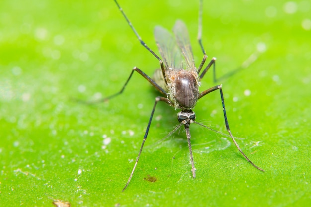 Macro Mosquito dans la nature