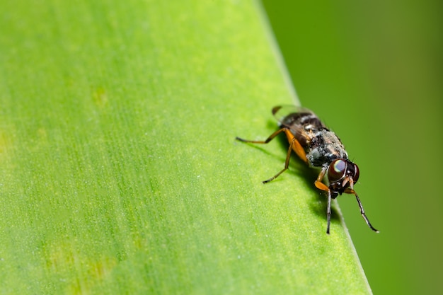 Macro mouche sur feuille