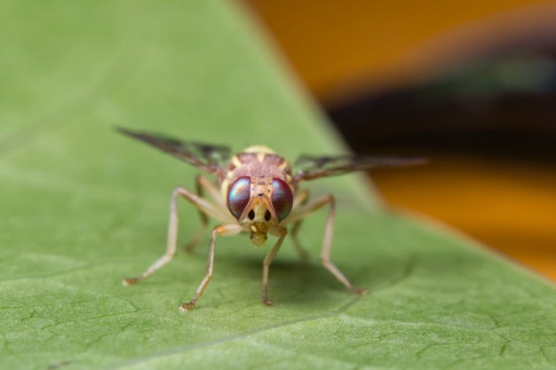 Macro mouche de tournesol (Drosophila melanogaster)