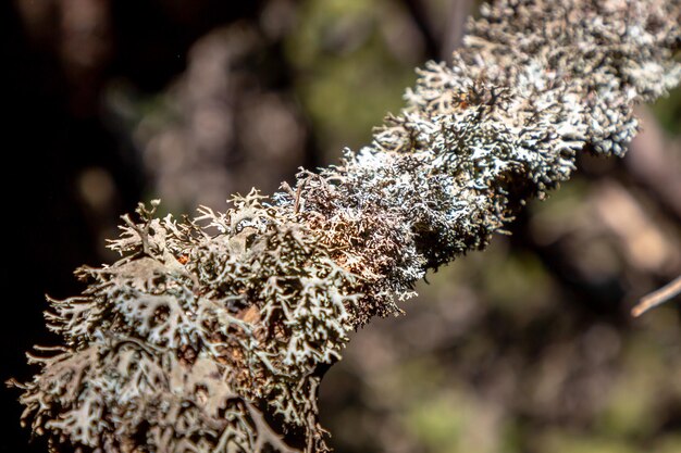 Macro de mousse sur une branche d'arbre en forêt. Arrière-plan défocalisé