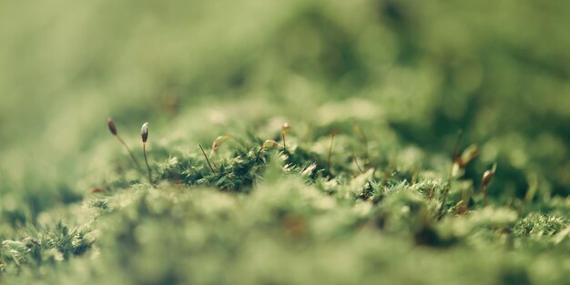 Macro de mousse verte