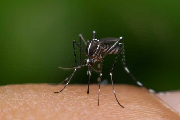 Macro de moustique (Aedes aegypti) suçant le sang de près sur la peau humaine