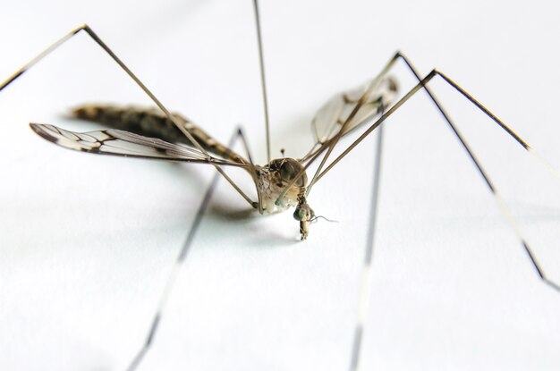 Macro de moustique sur fond blanc