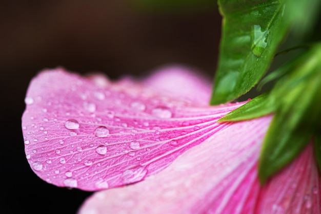 Macro nature tourné goutte d'eau sur fleur d'hibiscus