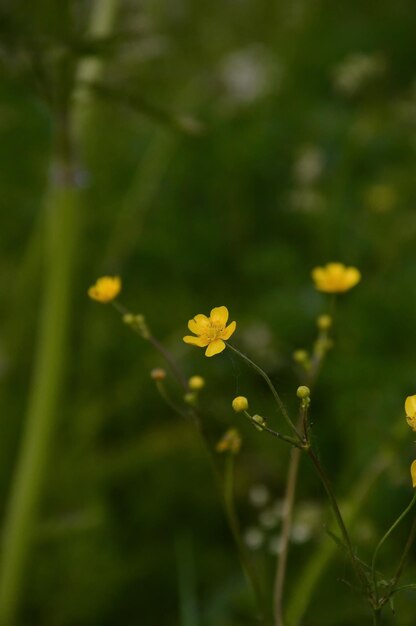 Photo macro-nature