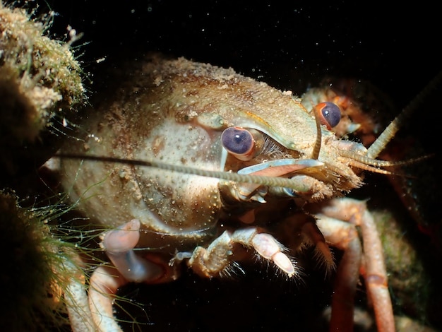 Macro d'un noble crabe dans une rivière sur un fond sombre