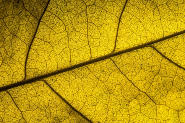 Macro orange leafMacro image d'une feuille montrant les détails étonnants dans les feuilles et aussi l'incroyable c