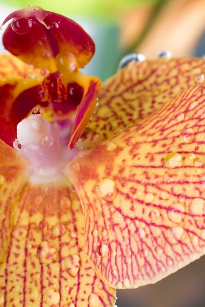 Macro d'orchidée jaune et rouge avec des gouttes d'eau. Phalaenopsis. Fermer. Printemps.