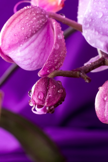 Macro d'orchidée rose avec des gouttes d'eau.