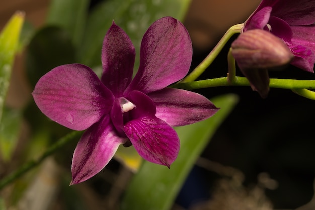 Macro orchidée rouge