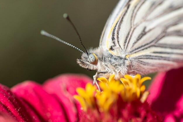 macro de papillon sur fleur