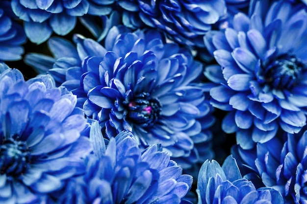 Photo macro de pétales de dahlia bleu, abstrait floral. close up of flowes dahlia, chrysanthème pour le fond, soft focus,
