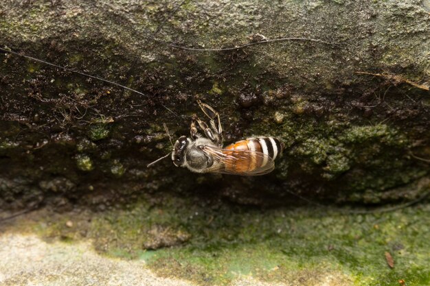 Macro petite abeille