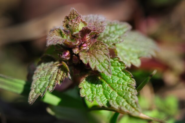 Macro petite pousse d&#39;ortie avec des fleurs