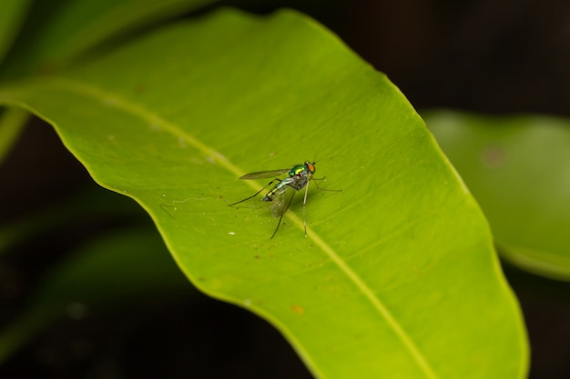 Macro petits insectes