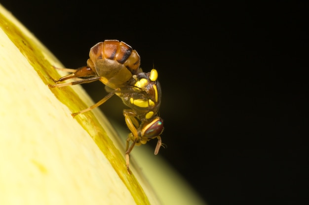 Macro petits insectes