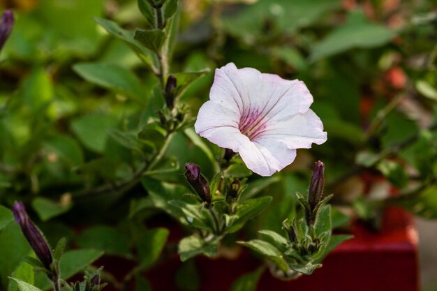 Macro d'un pétunia blanc en fleurs