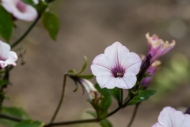 Macro d'un pétunia blanc en fleurs