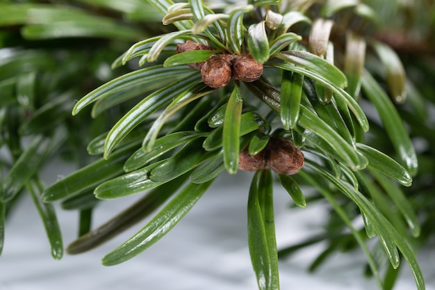 Photo macro photo d'une aiguilles et bourgeons de sapin