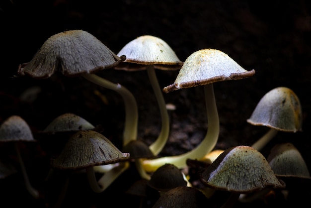 Macro photo Champignons dans la forêt de Thaïlande