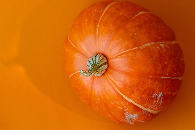 Macro photo de citrouille sur fond orange tige de citrouille