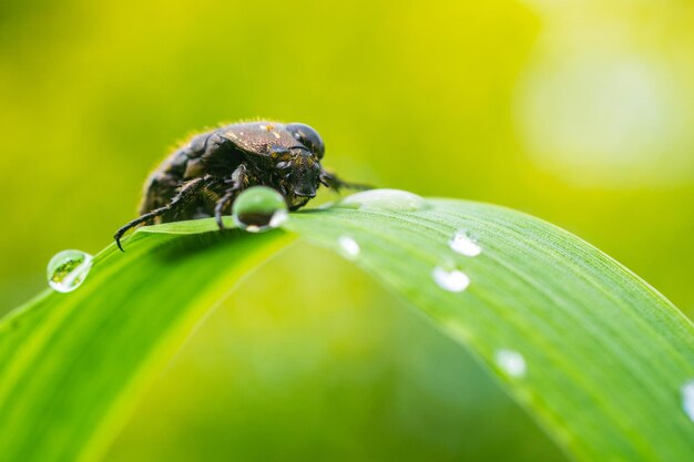 Une macro photo de coléoptère poilu sur feuille avec des gouttes d'eau