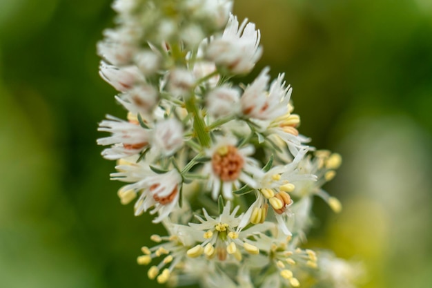 macro photo fleur