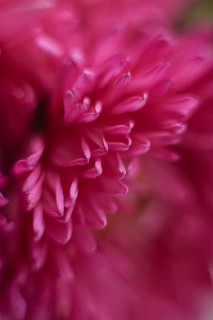 Macro photo de fleurs d'automne aster rose