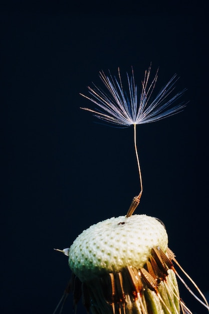 Macro photo de fluffs de pissenlit blanc un