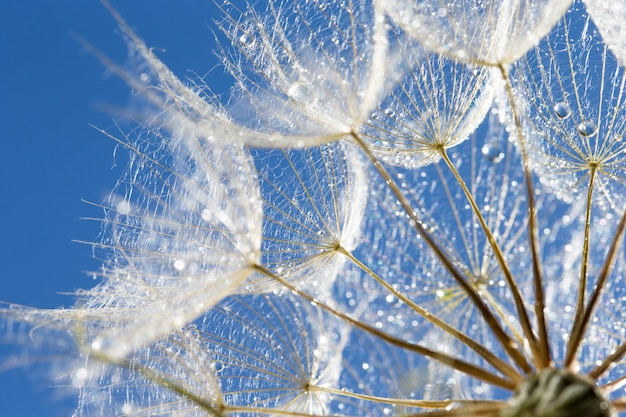 Macro photo de graines de pissenlit avec des gouttes d'eau